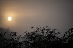 20230917-Z62_7653